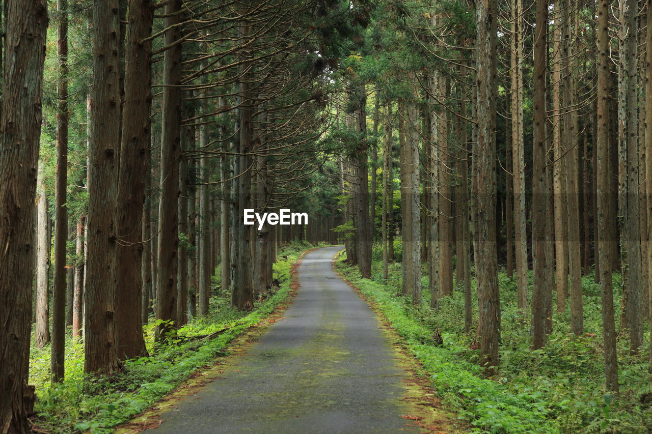 Road amidst trees in forest