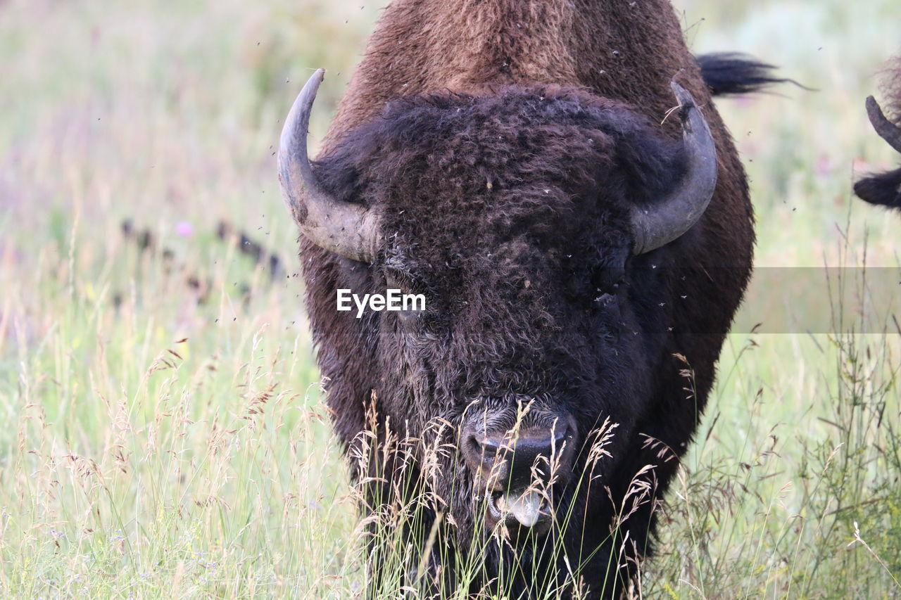 Bison close-up