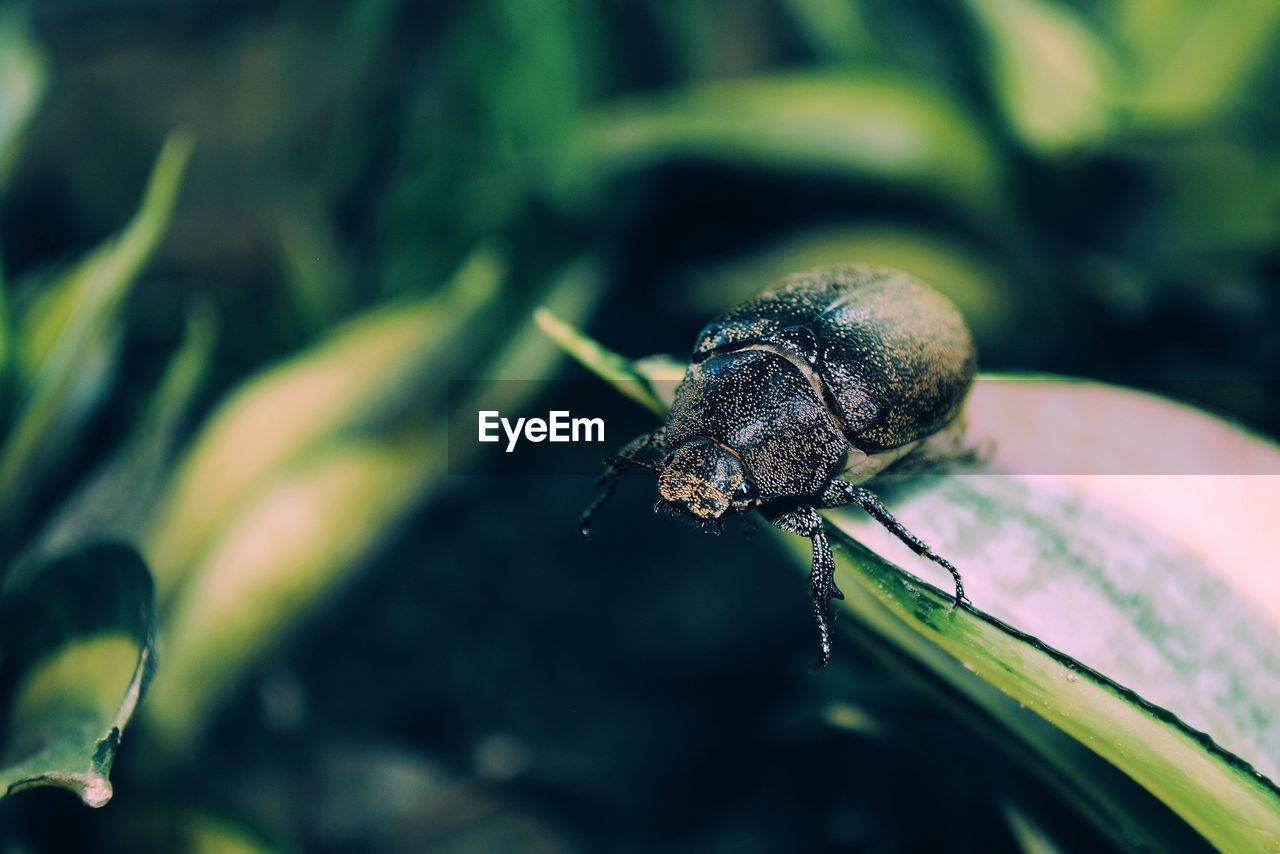 CLOSE-UP OF SNAIL