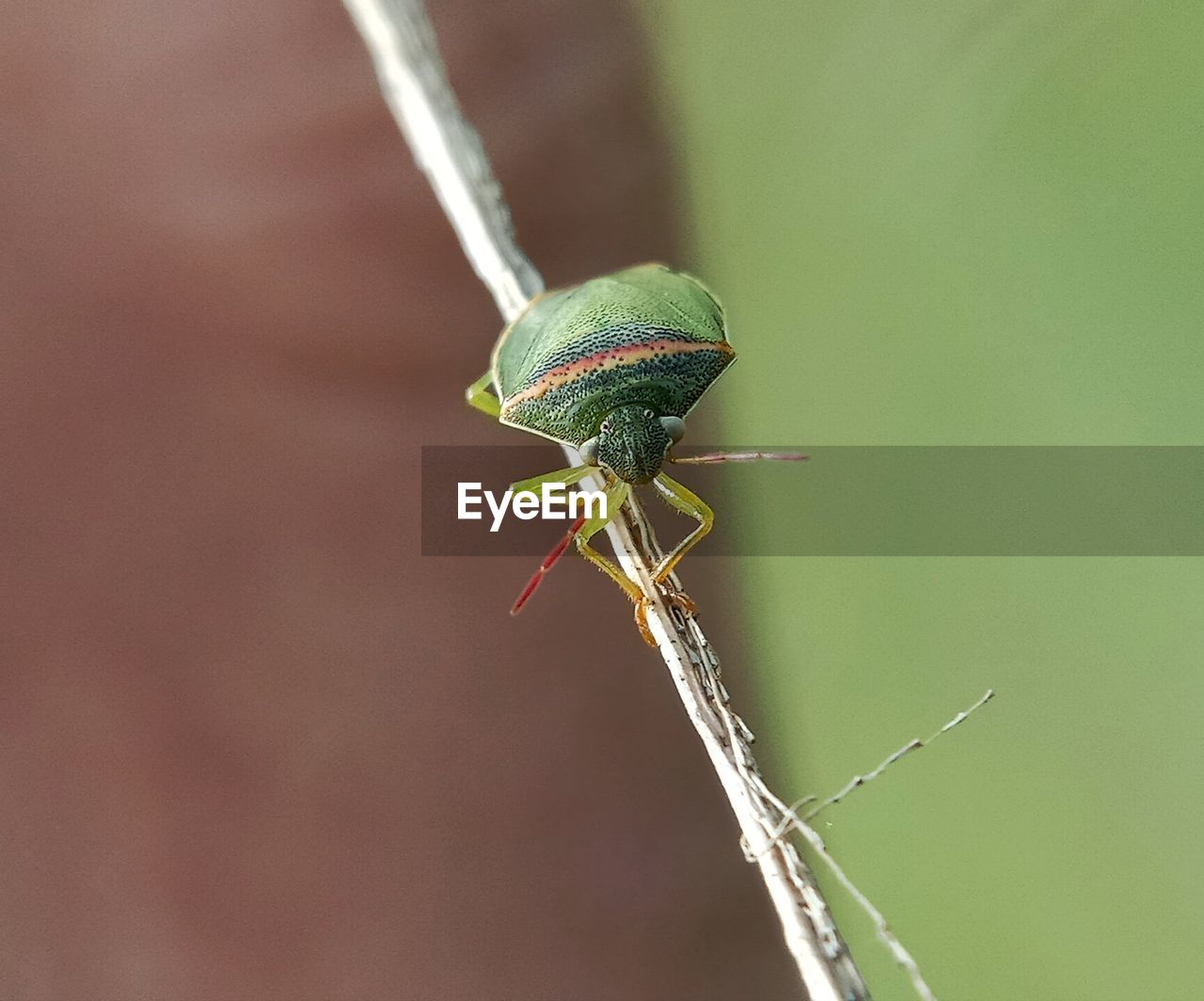 Close-up of insect