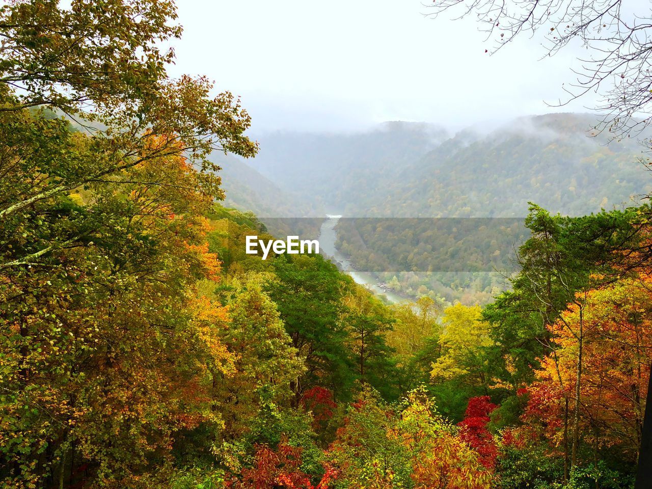 SCENIC VIEW OF FOREST AGAINST SKY DURING AUTUMN