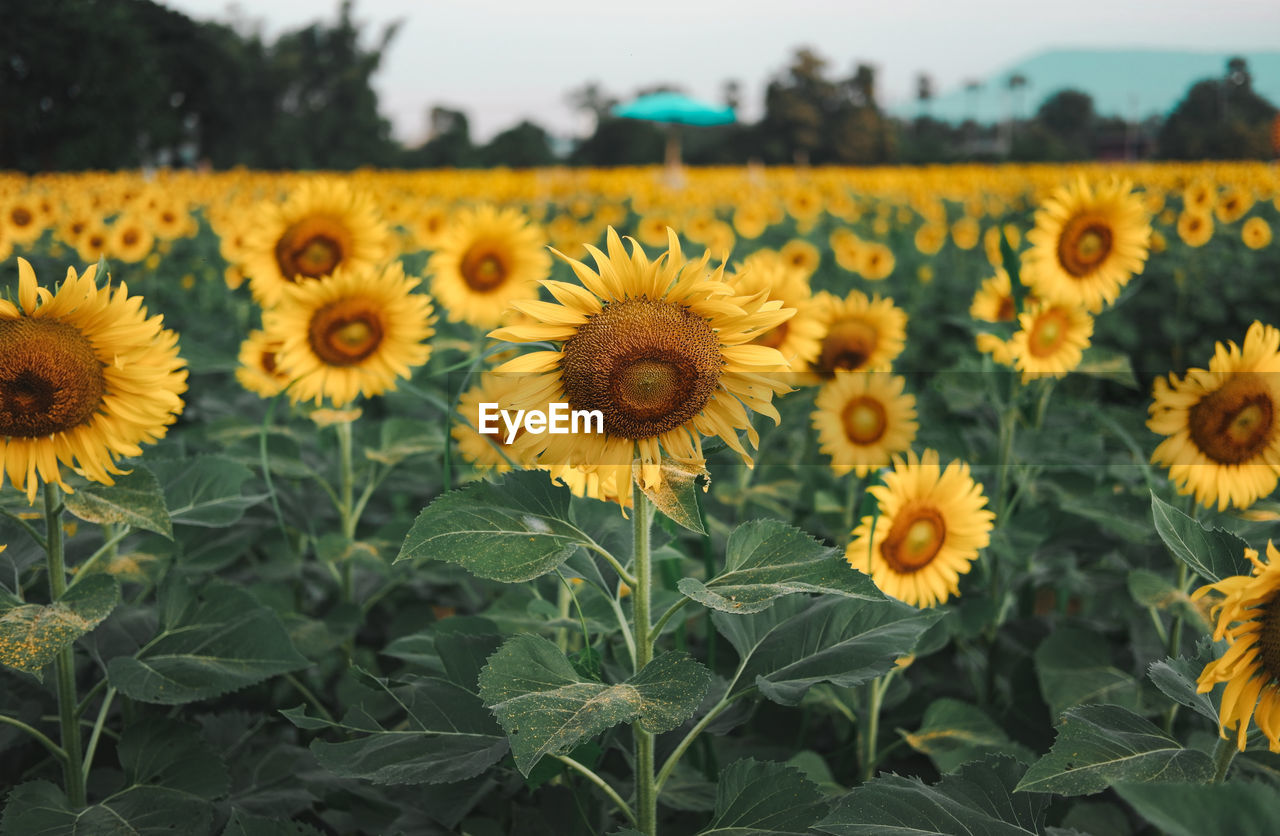 Close-up of sunflowers on field