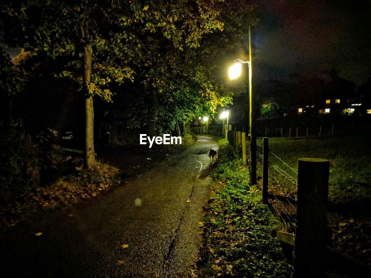 ILLUMINATED TREE AT NIGHT