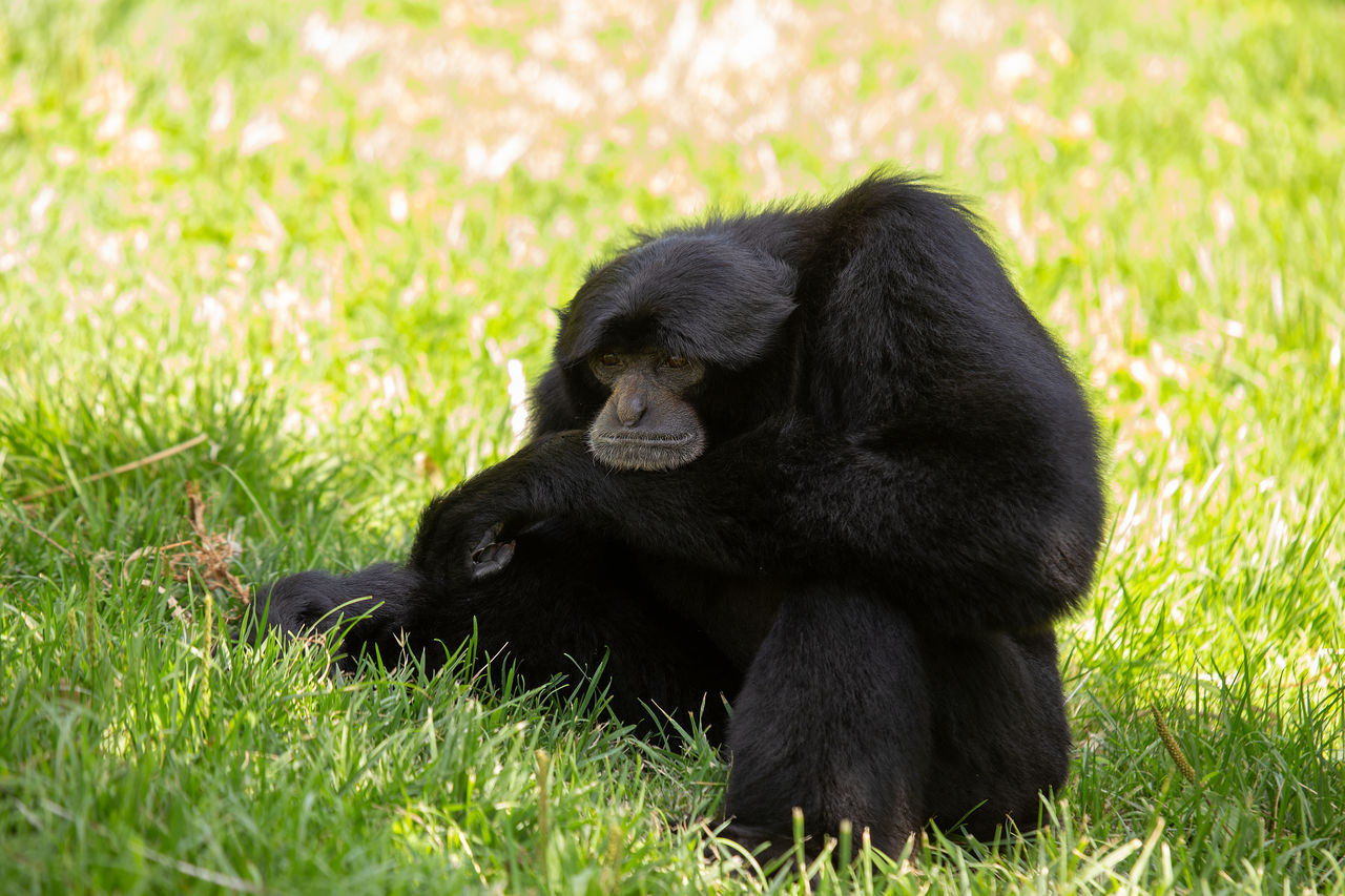 close-up of monkey sitting on grassy field