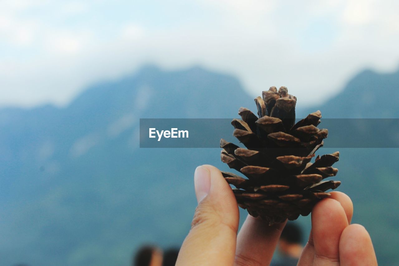 Close-up of hand holding pine cone