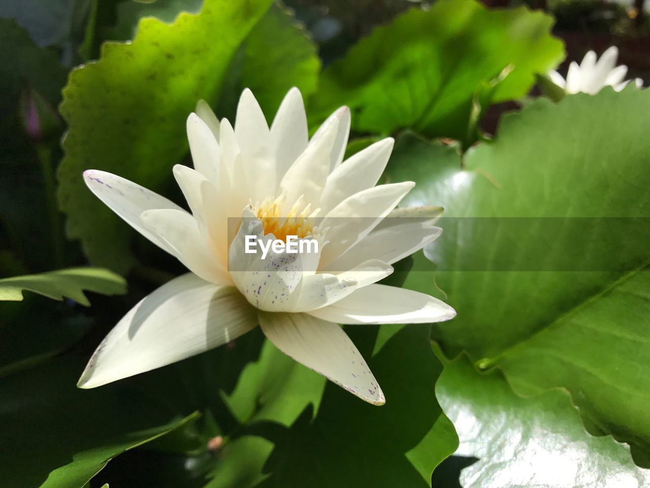 CLOSE-UP OF WHITE FLOWER BLOOMING IN PARK