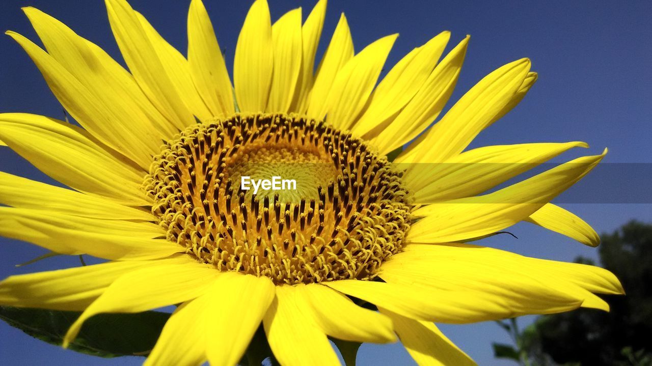Close-up of sunflower