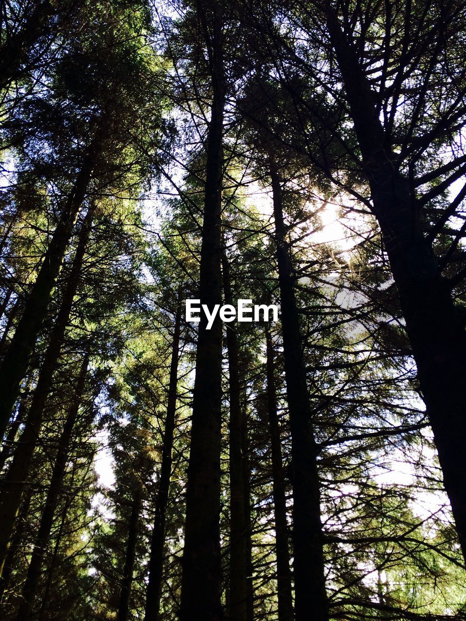 Low angle view of trees in forest