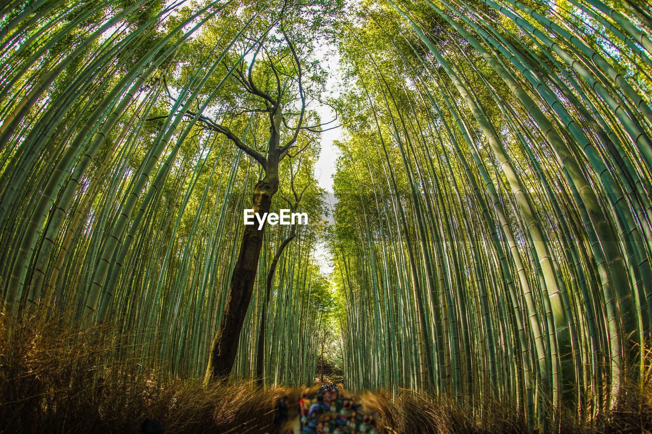 Crowd of people walking through bamboo forest