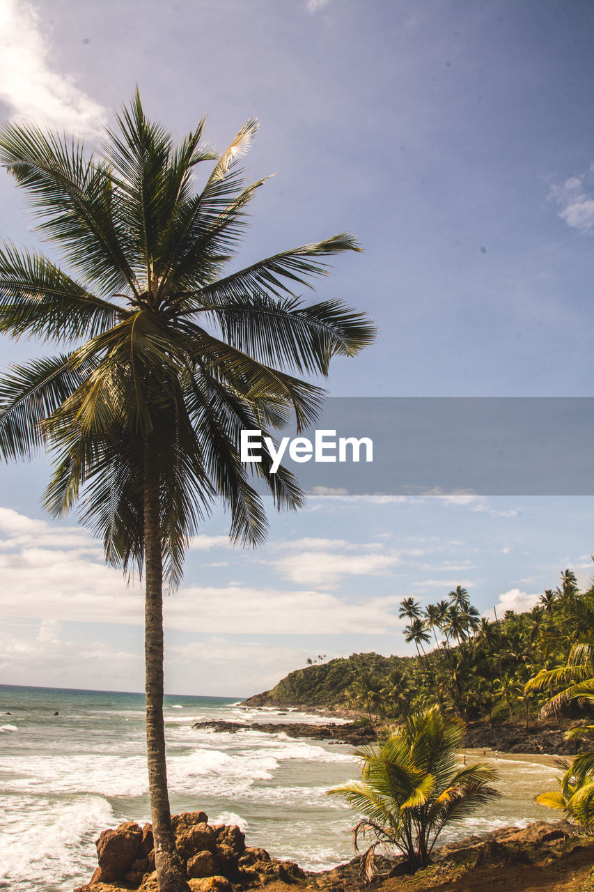 PALM TREES AT BEACH AGAINST SKY