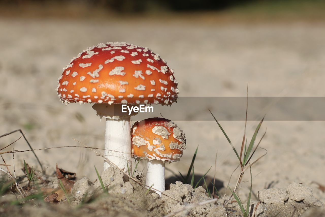 Close-up of fly agaric mushroom on field