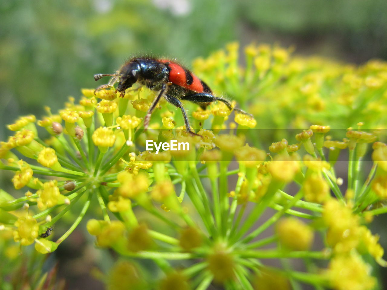 Close-up of ladybug on yellow flower