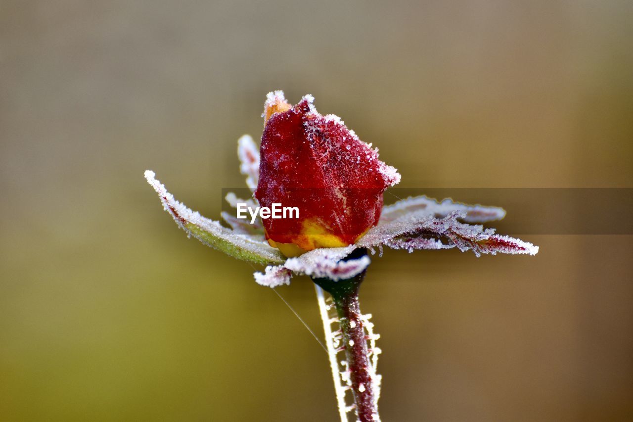 Close-up of frozen rose