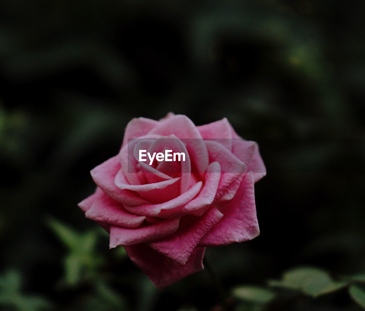 Close-up of pink rose 