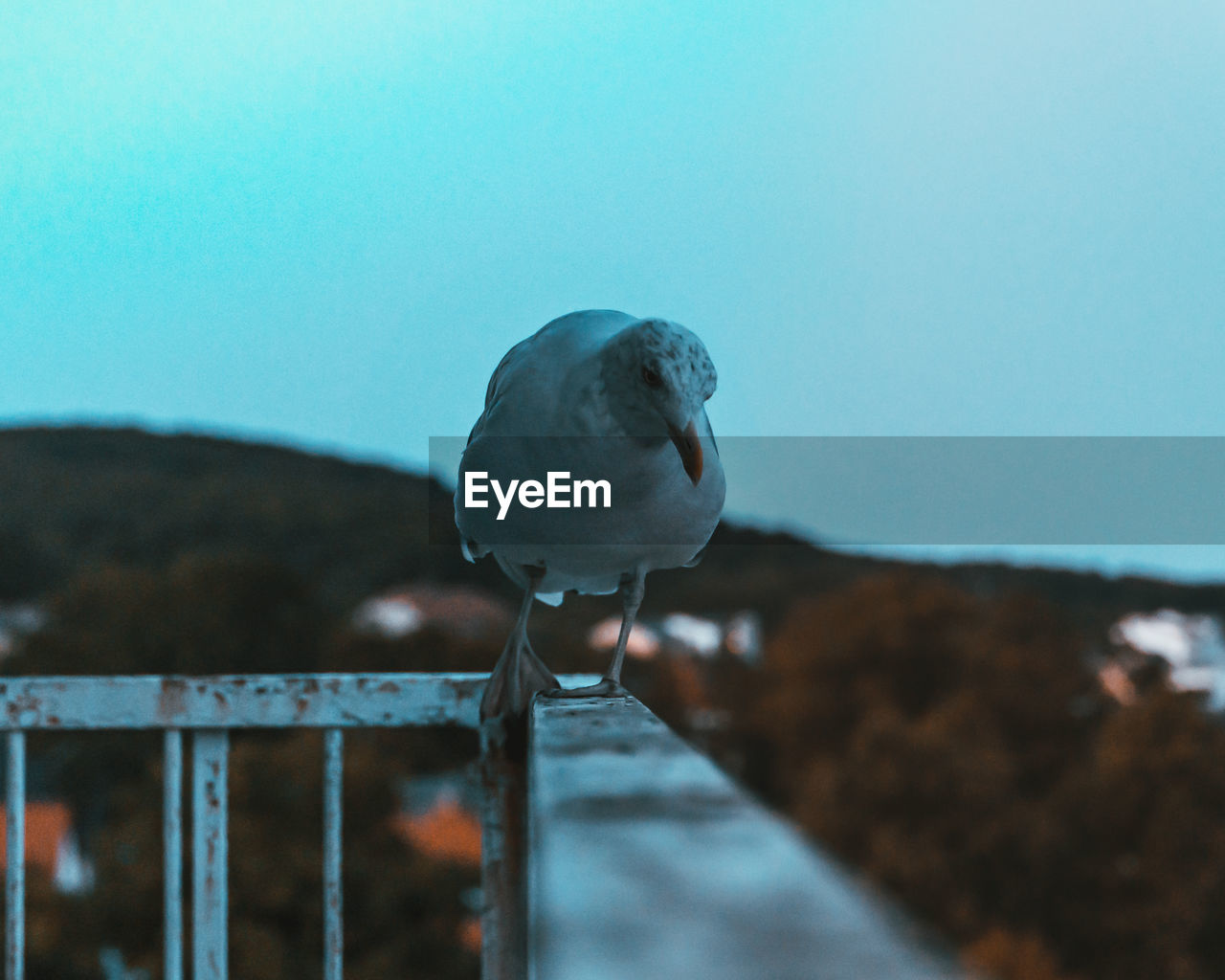 SEAGULL PERCHING ON RAILING