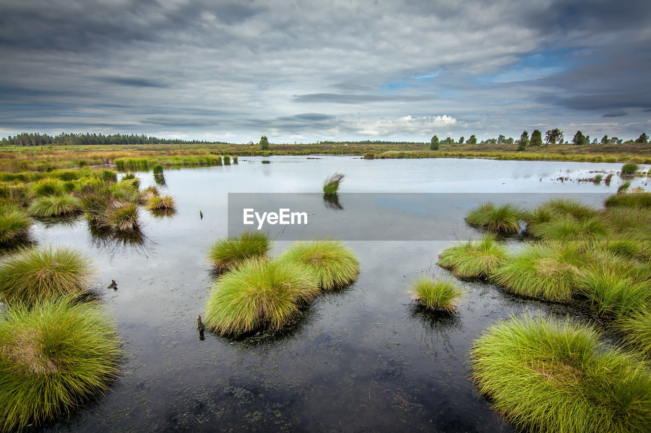 SCENIC VIEW OF LAKE AMIDST PLANTS AGAINST SKY