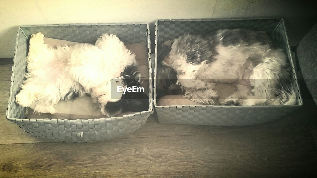 High angle view of dogs relaxing in boxes on floor at home