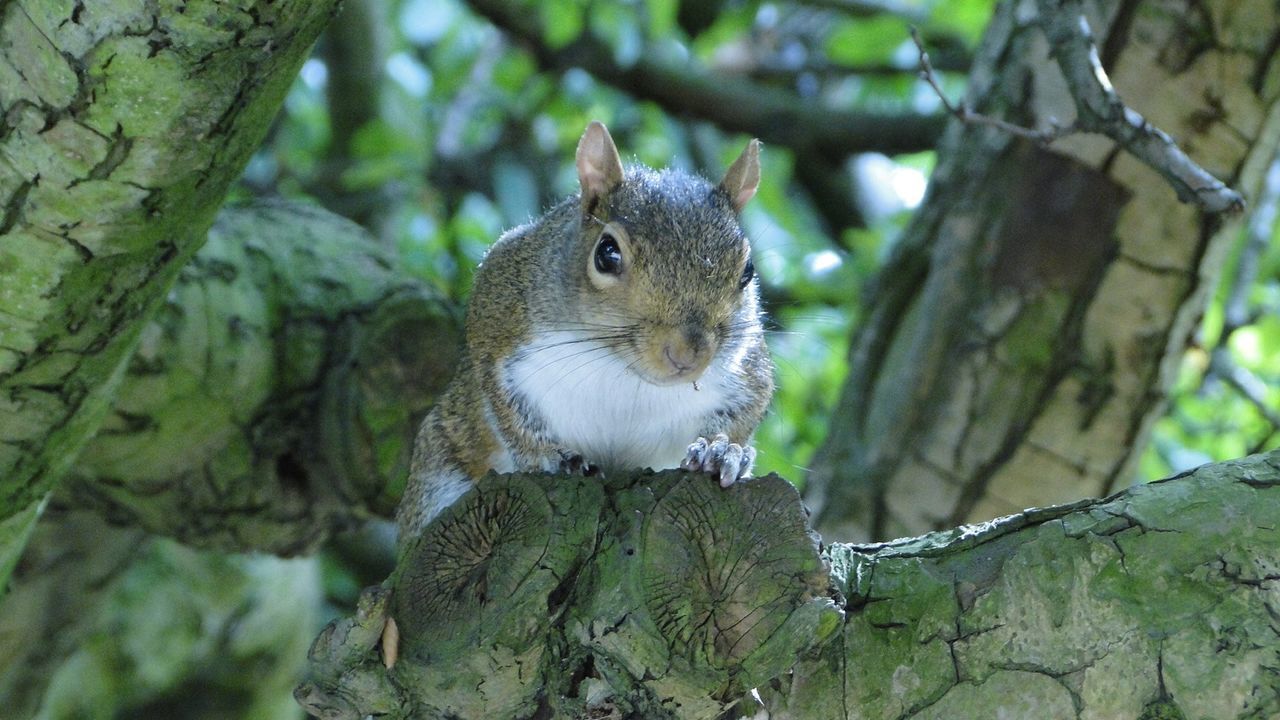 Close-up of squirrel sitting on tree