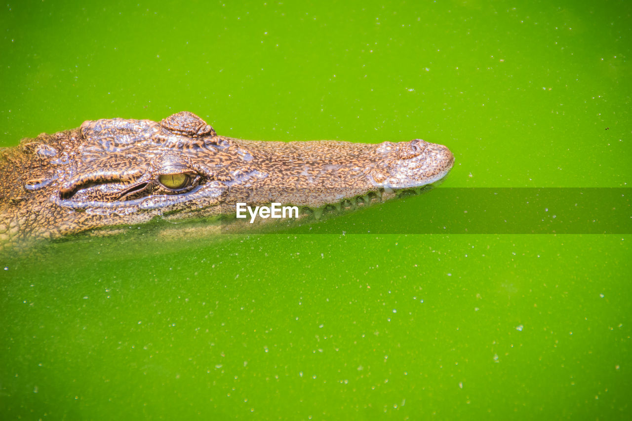 CLOSE-UP OF A TURTLE