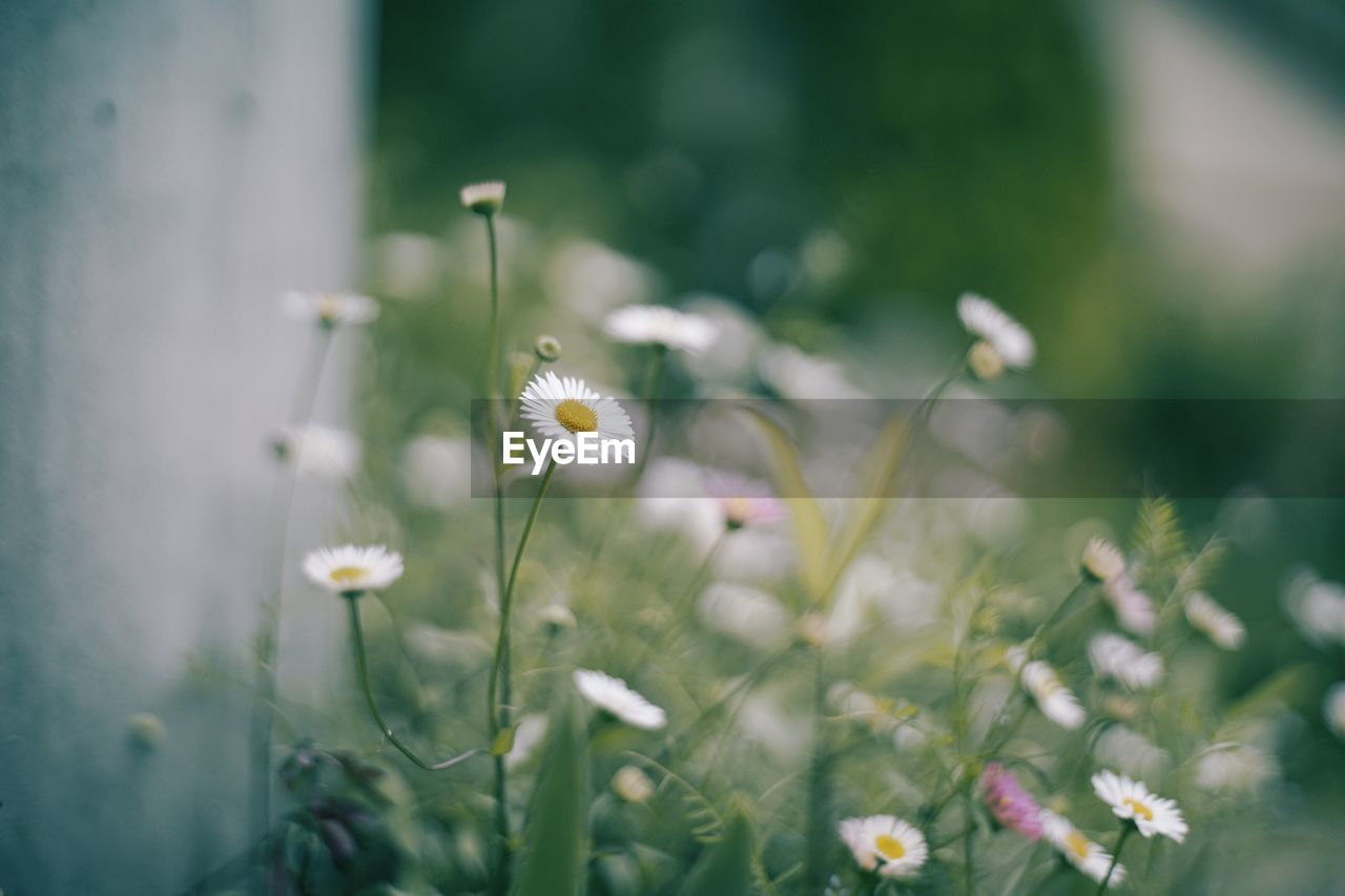 Close-up of flowers against blurred background