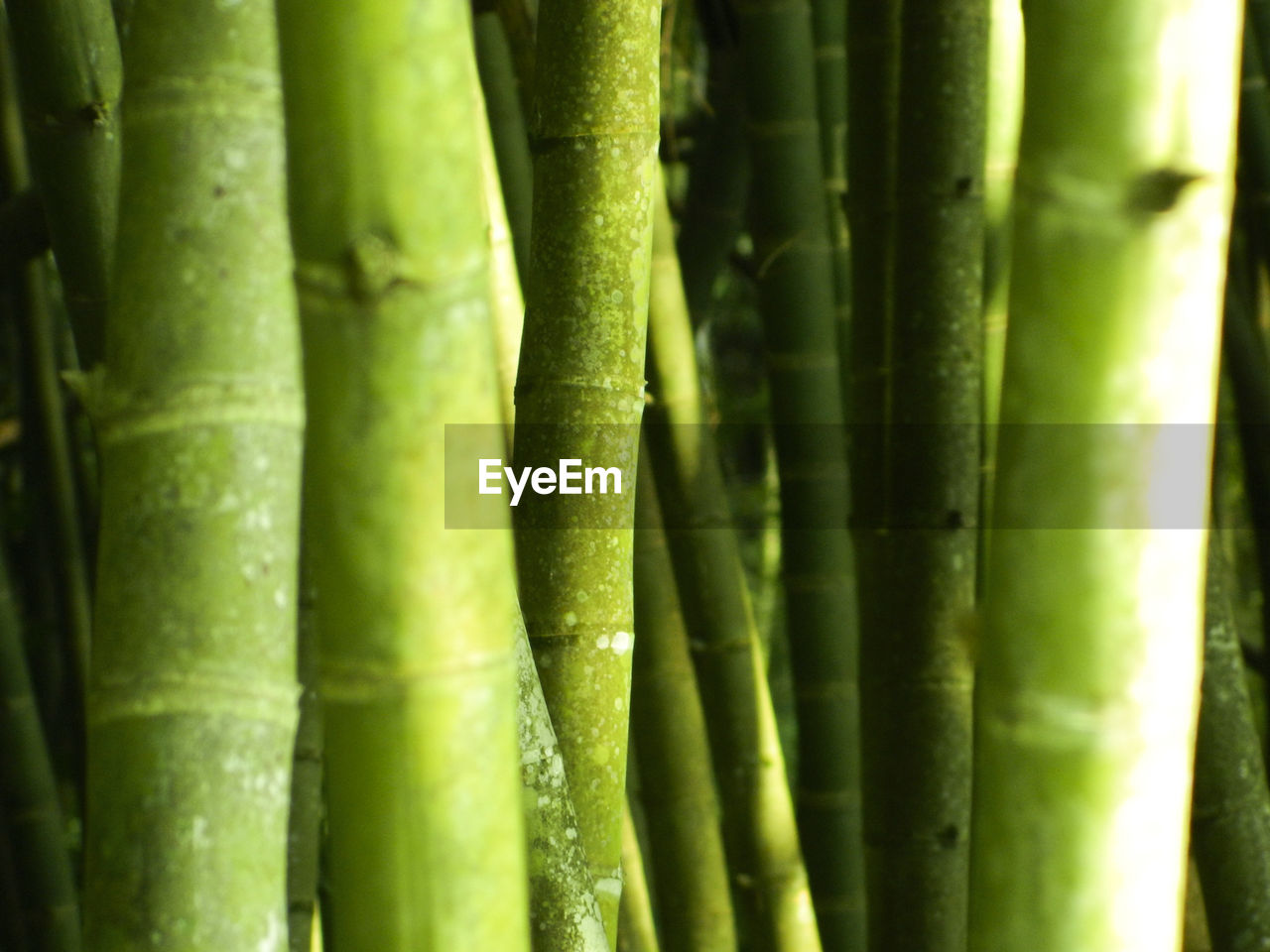 Full frame shot of bamboo plants