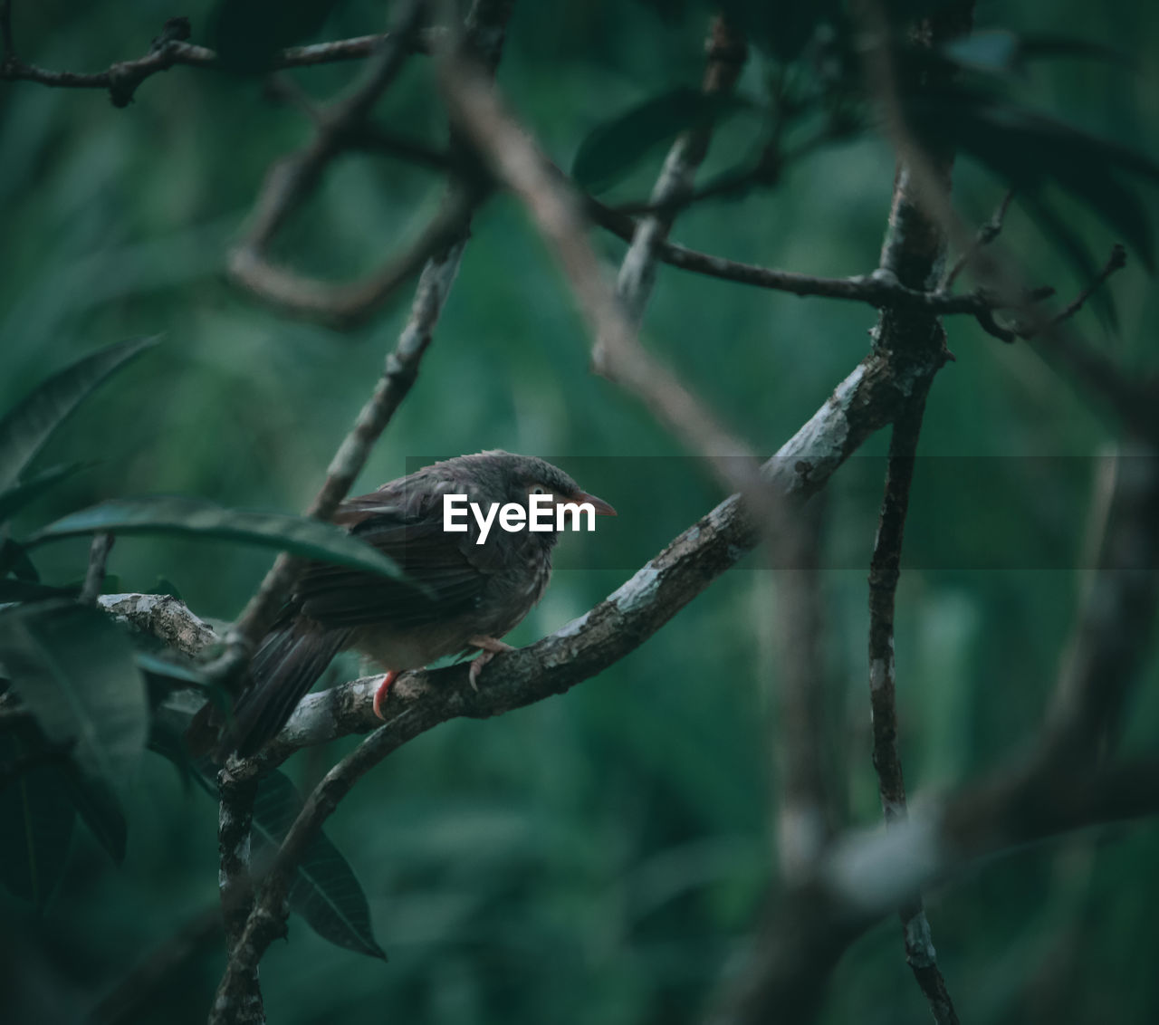 Bird perching on branch