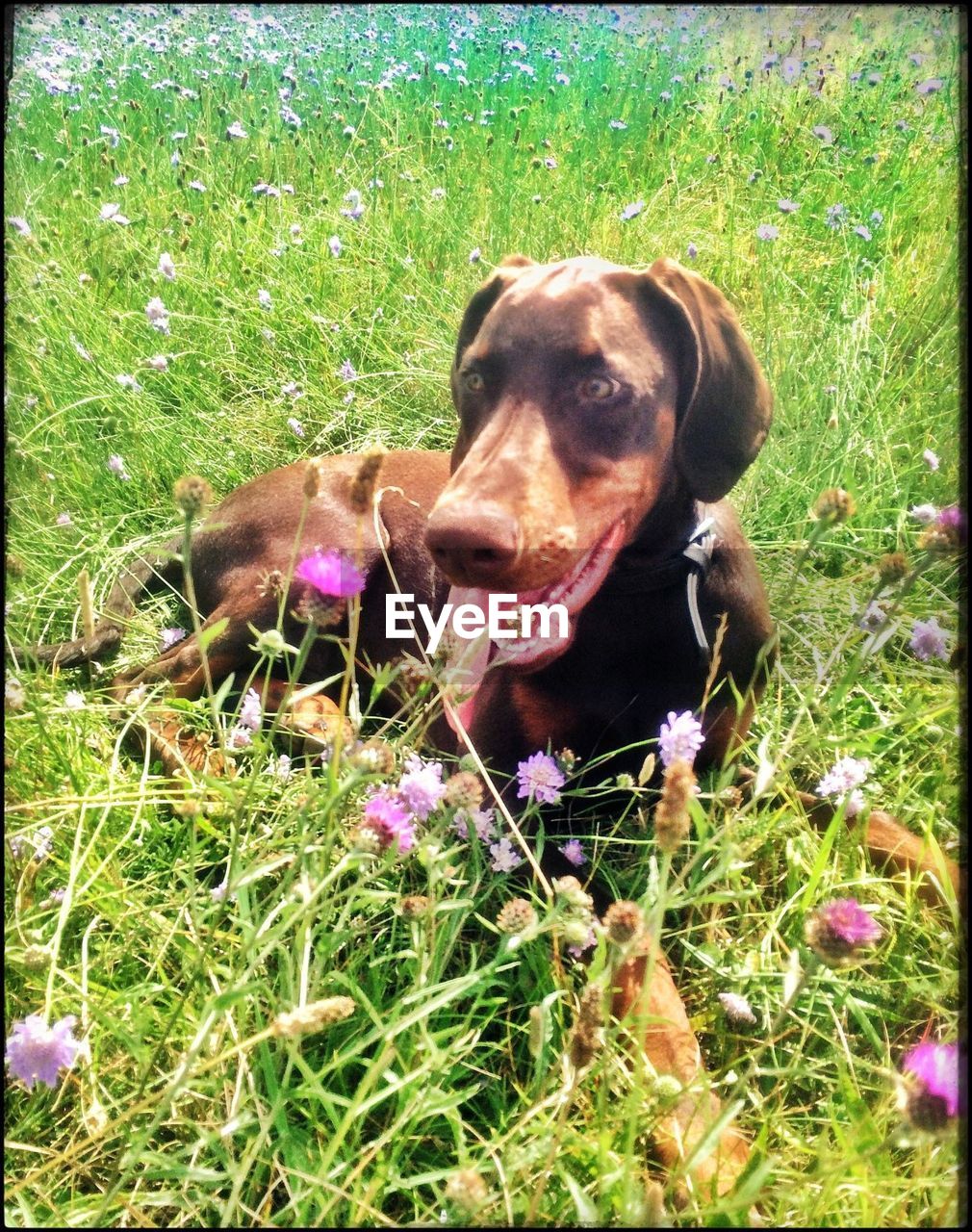 DOG STANDING ON GRASSY FIELD