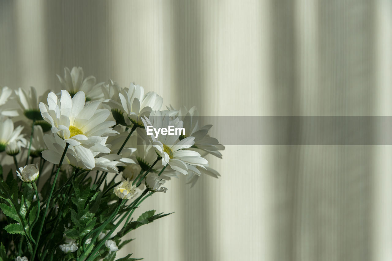 close-up of white flowers blooming outdoors