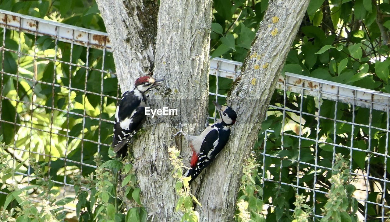 BIRDS PERCHING ON TREE