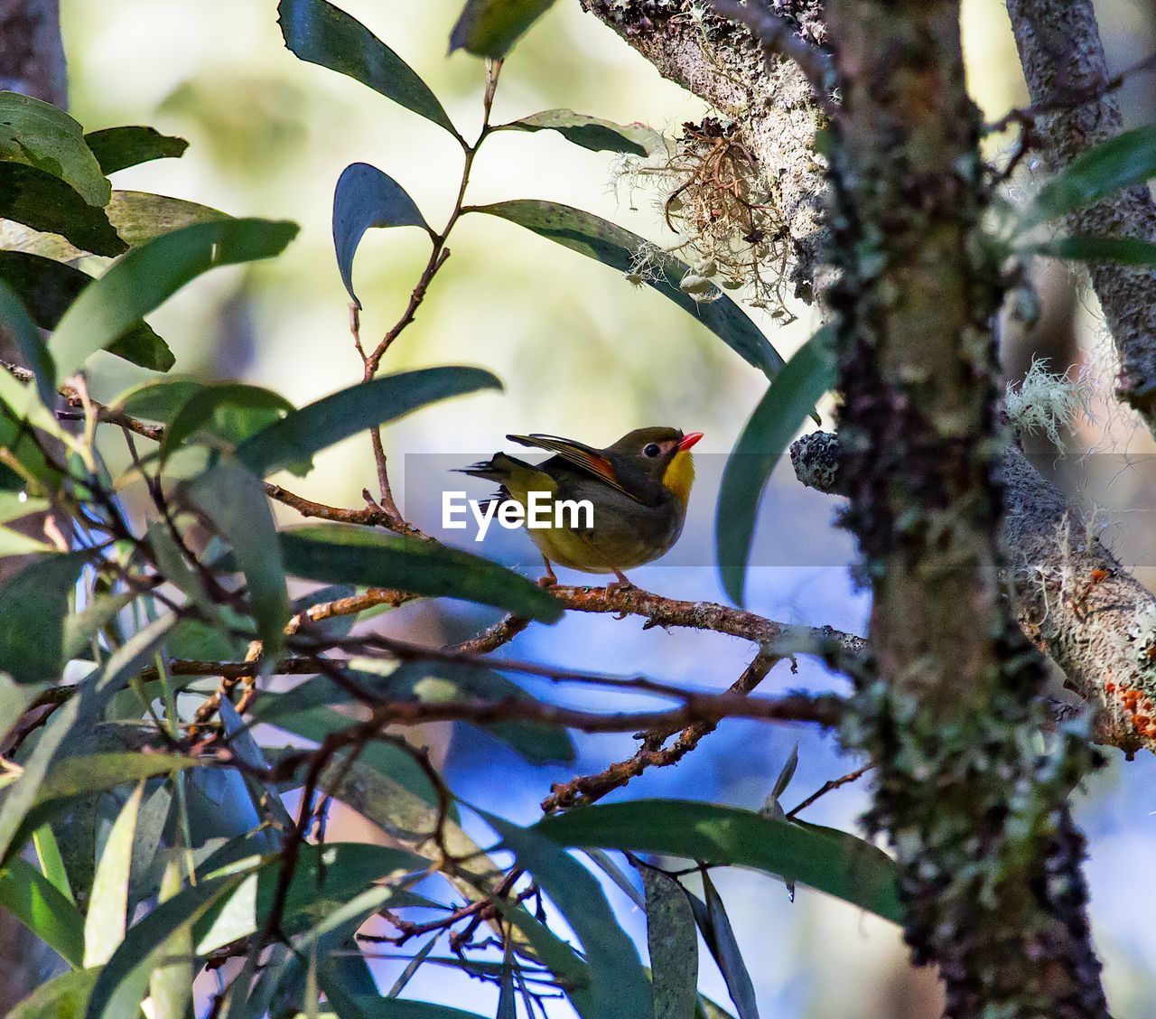 CLOSE-UP OF BIRDS PERCHING ON TREE