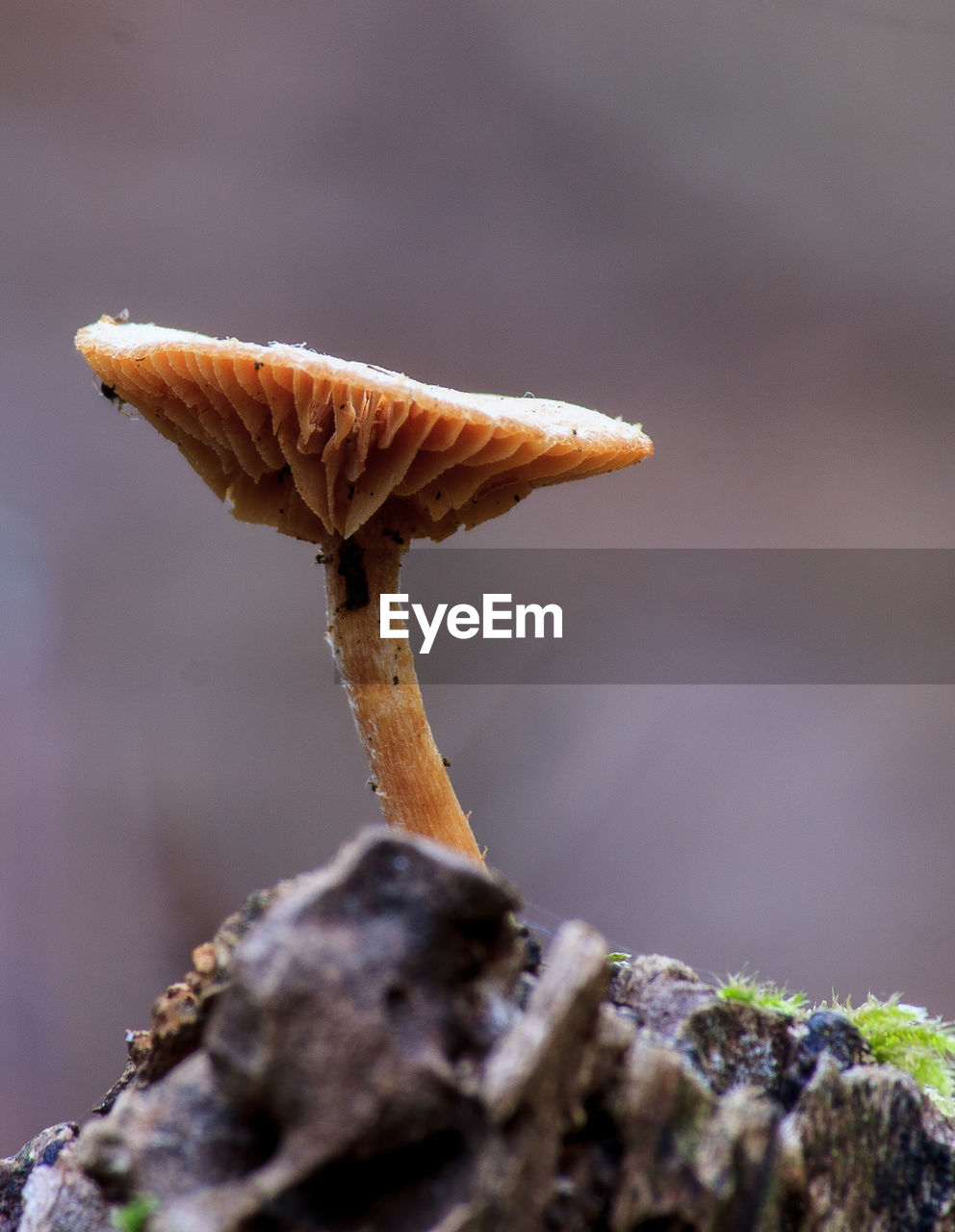 CLOSE-UP OF MUSHROOM GROWING ON ROCK