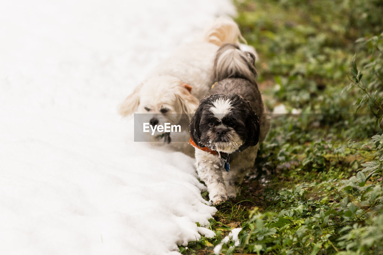 Close-up of dogs on snow field