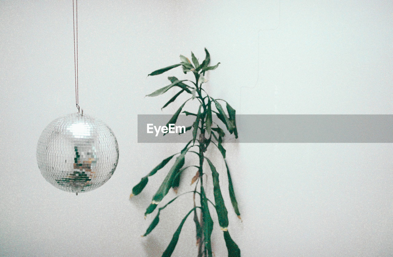 Close-up of disco ball and plant on white background