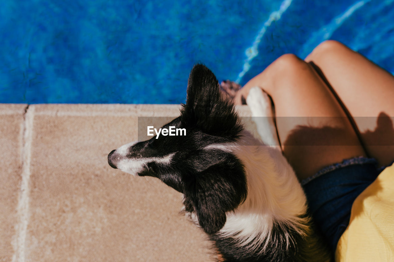  woman sitting by pool side with cute border collie dog. summer time, vacation and lifestyle