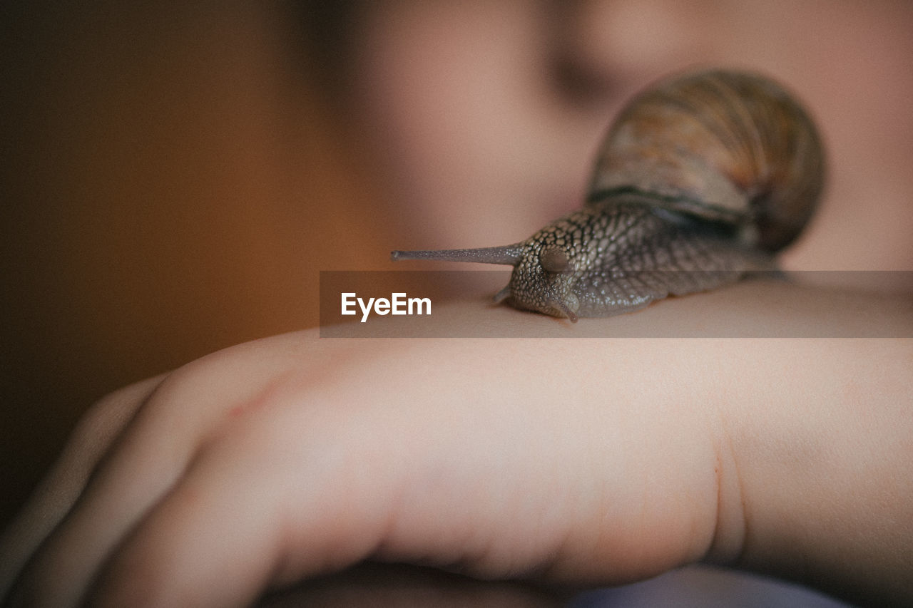 Close-up of snail on hand