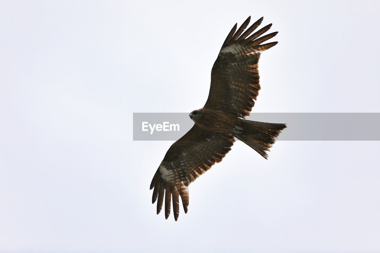 LOW ANGLE VIEW OF EAGLE FLYING