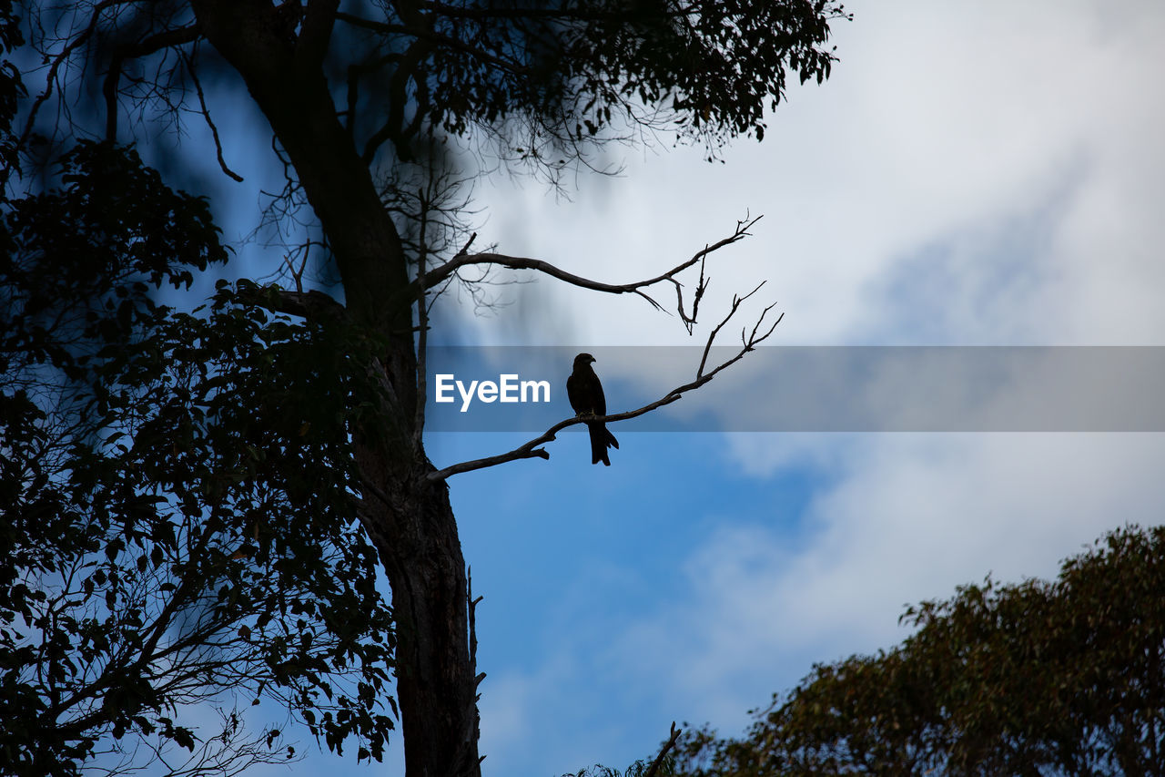 Low angle view of bird perching on tree