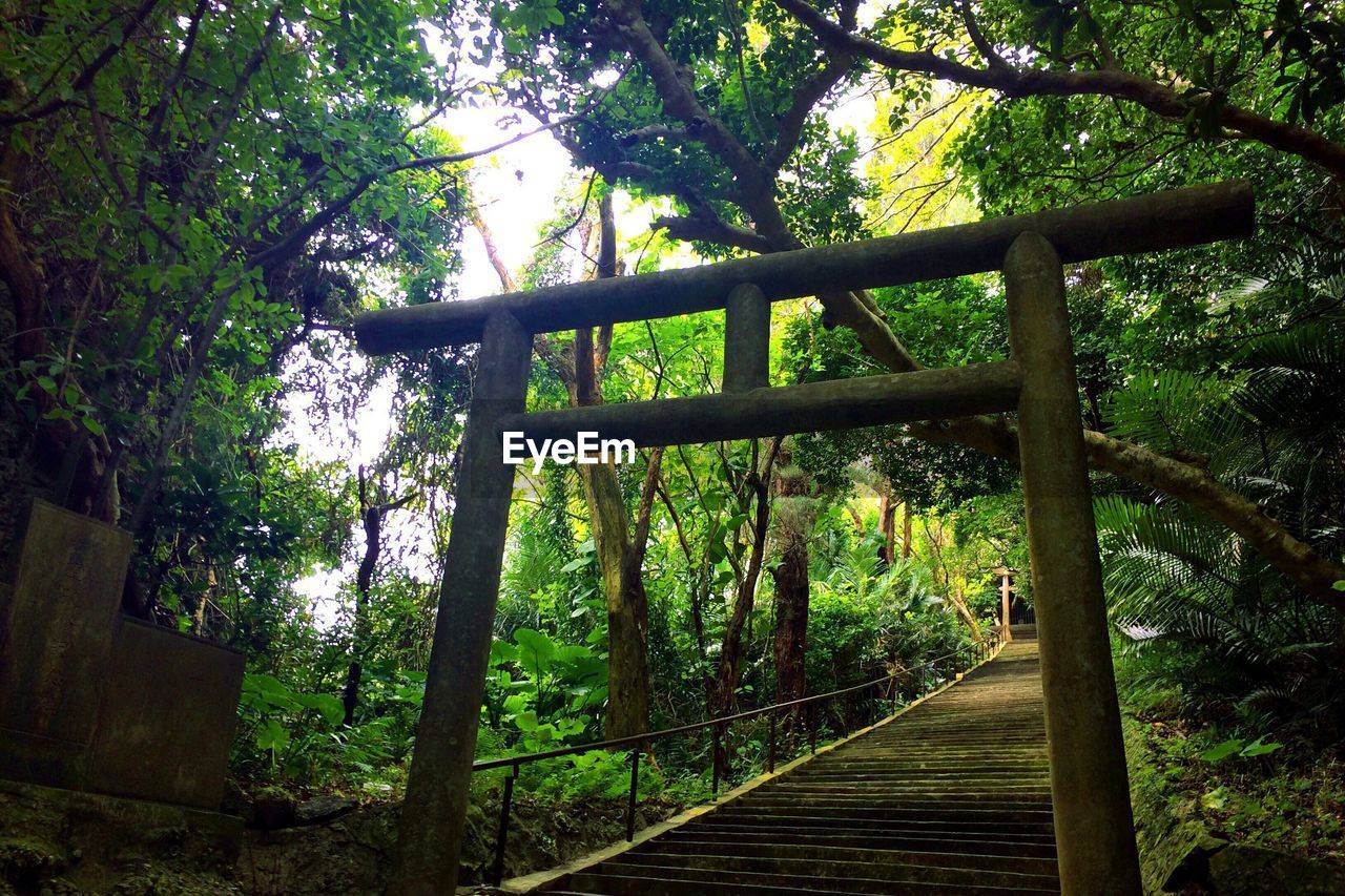 FOOTBRIDGE OVER TREES IN FOREST