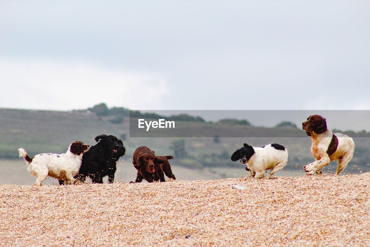 View of dogs on beach against sky