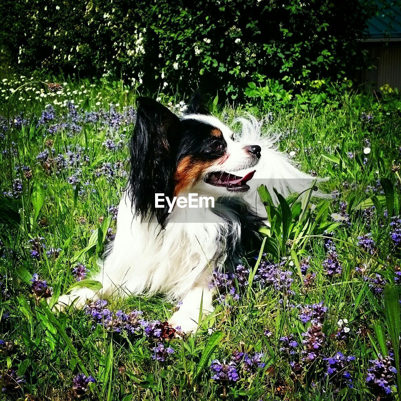 Papillon sticking out tongue resting on field amidst plant