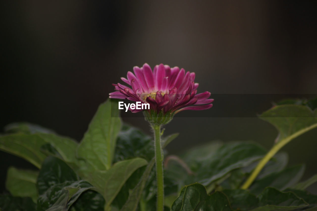 Close-up of pink flower