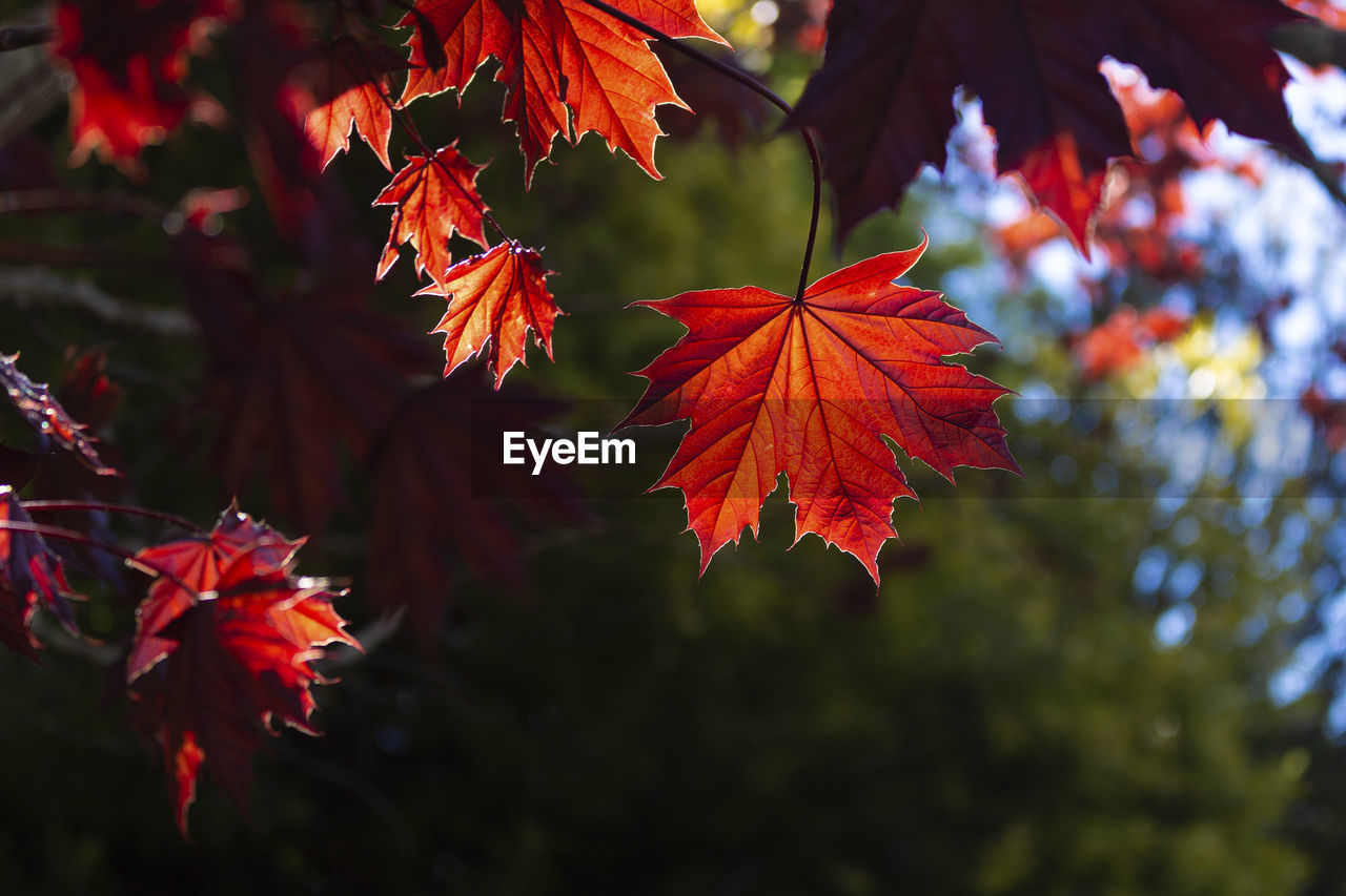 Close-up of red maple leaves