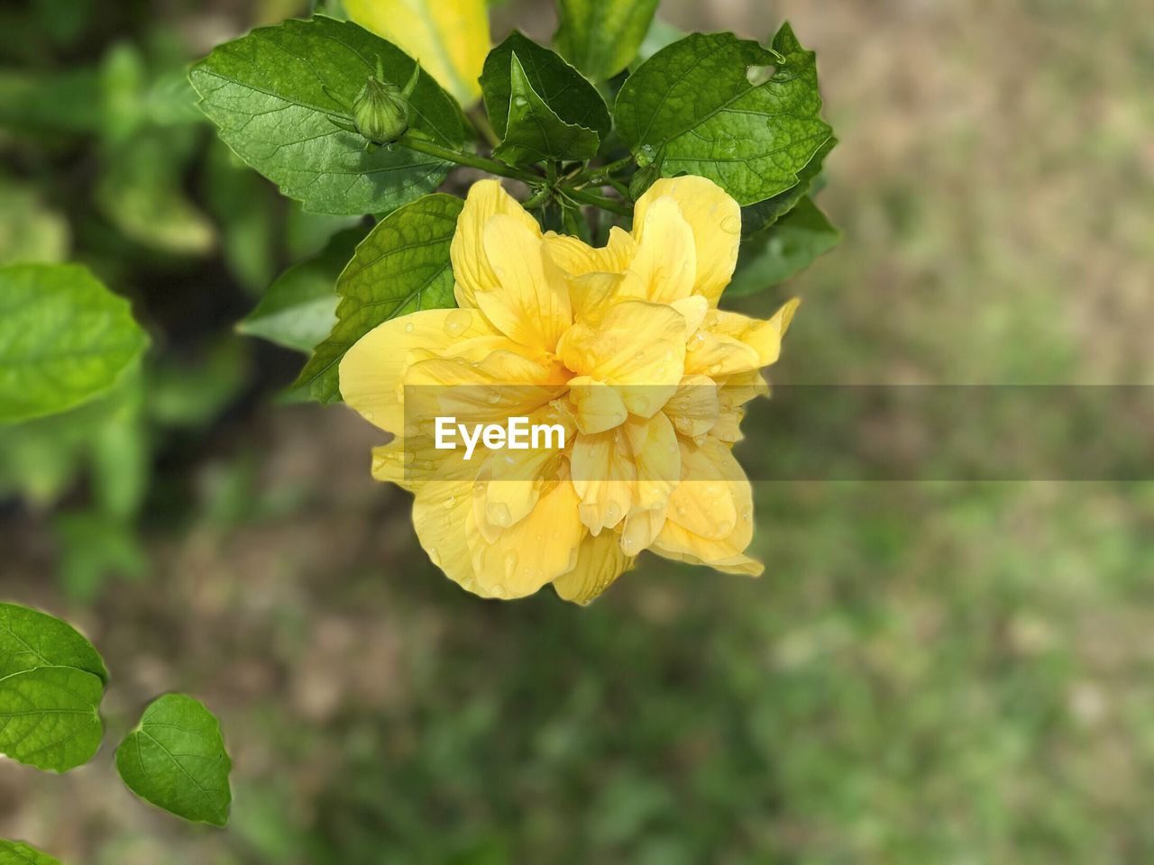 CLOSE-UP OF YELLOW FLOWER BLOOMING