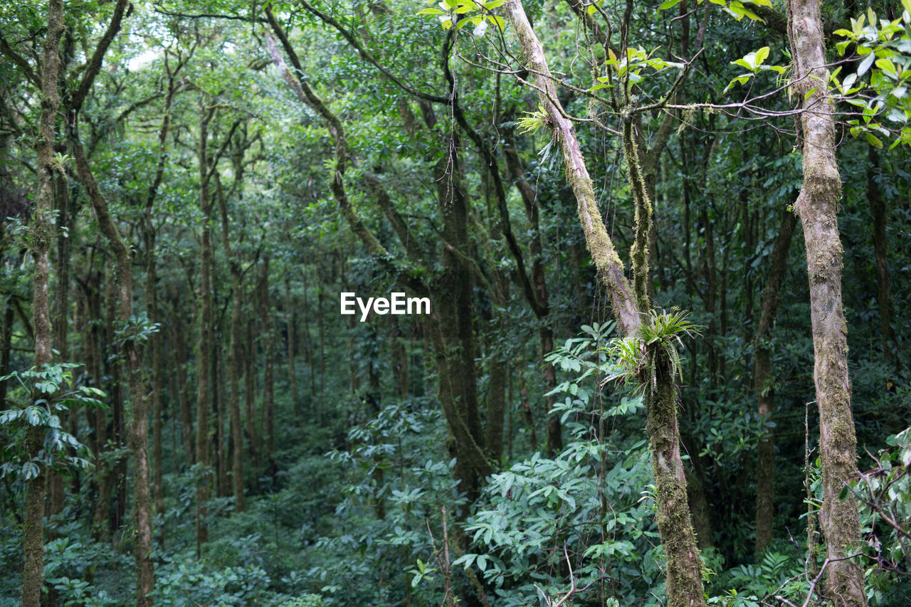 View of lush trees in the forest