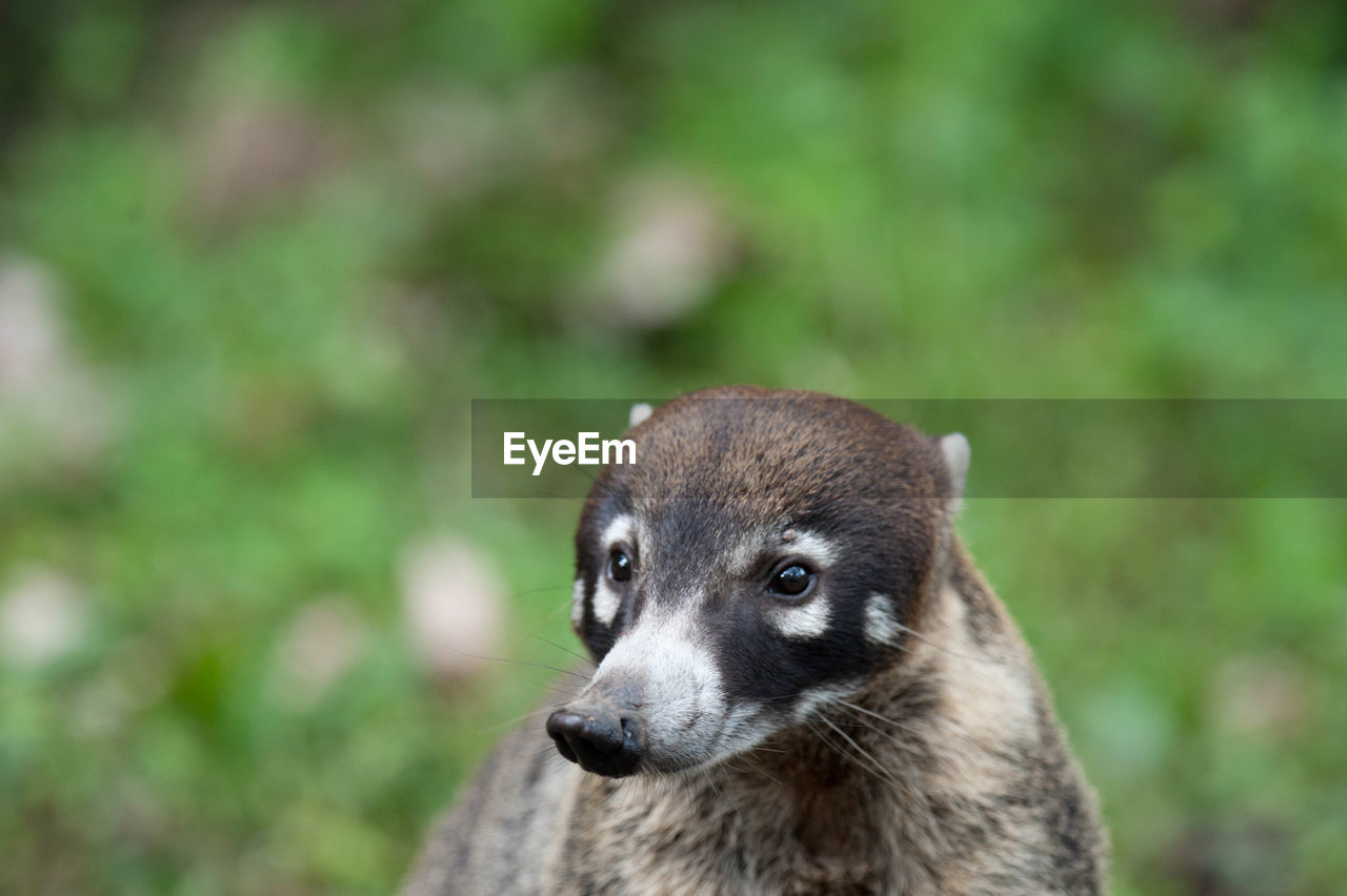 Close up of coati