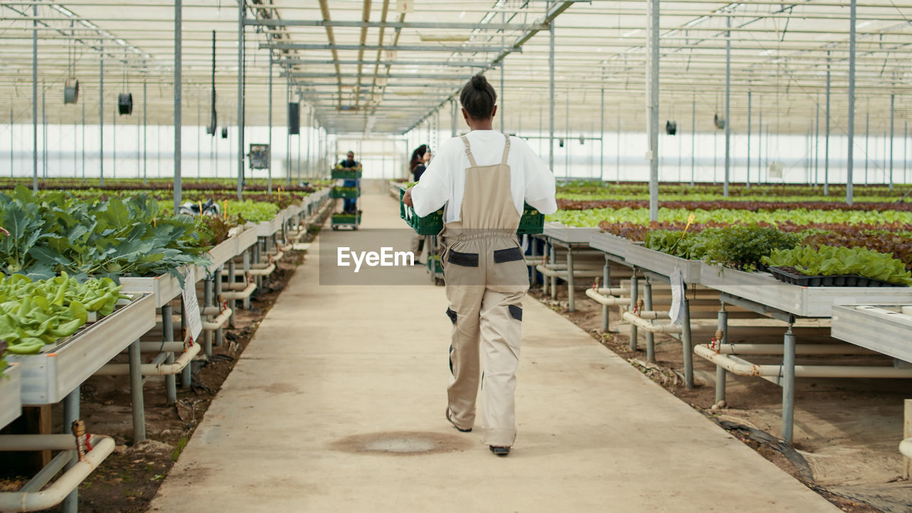 full length rear view of man walking in greenhouse