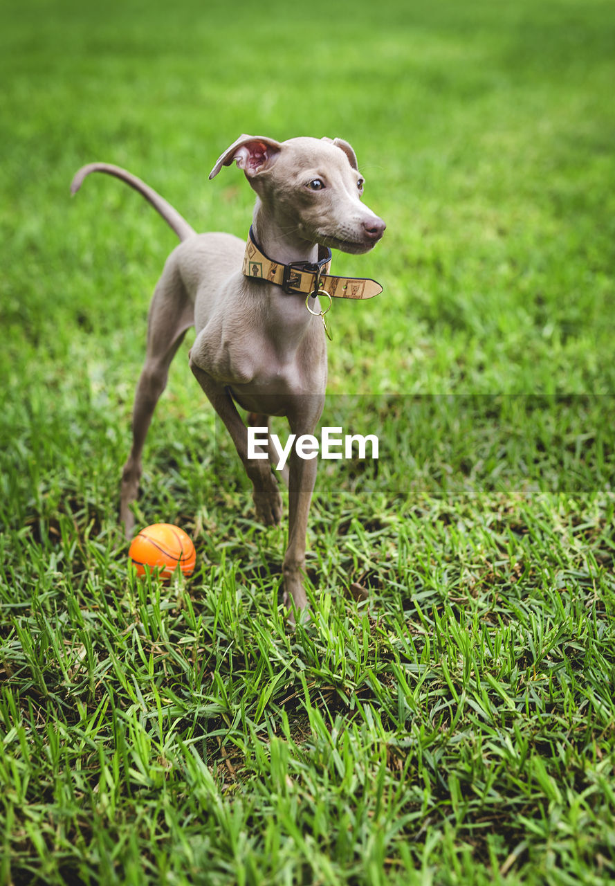 DOG STANDING ON GRASS