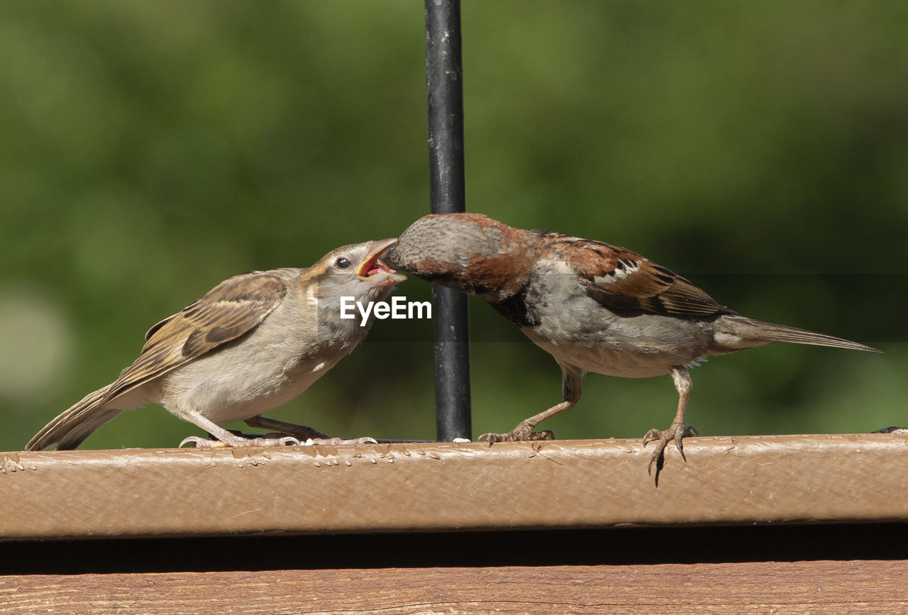 Feeding the young