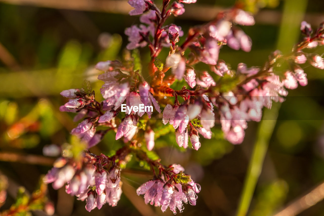 CLOSE-UP OF FRESH FLOWERS IN TREE