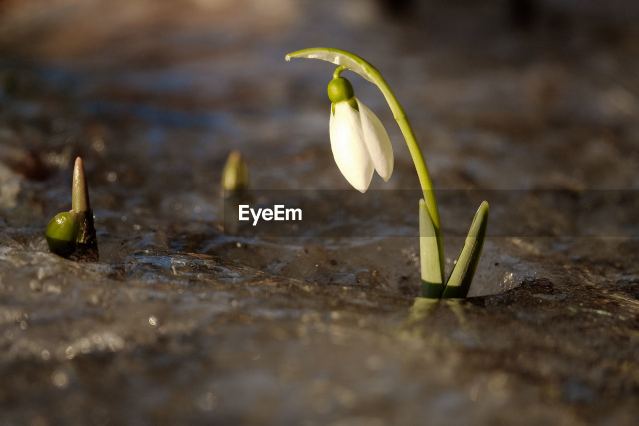 Close-up of white flowering plant